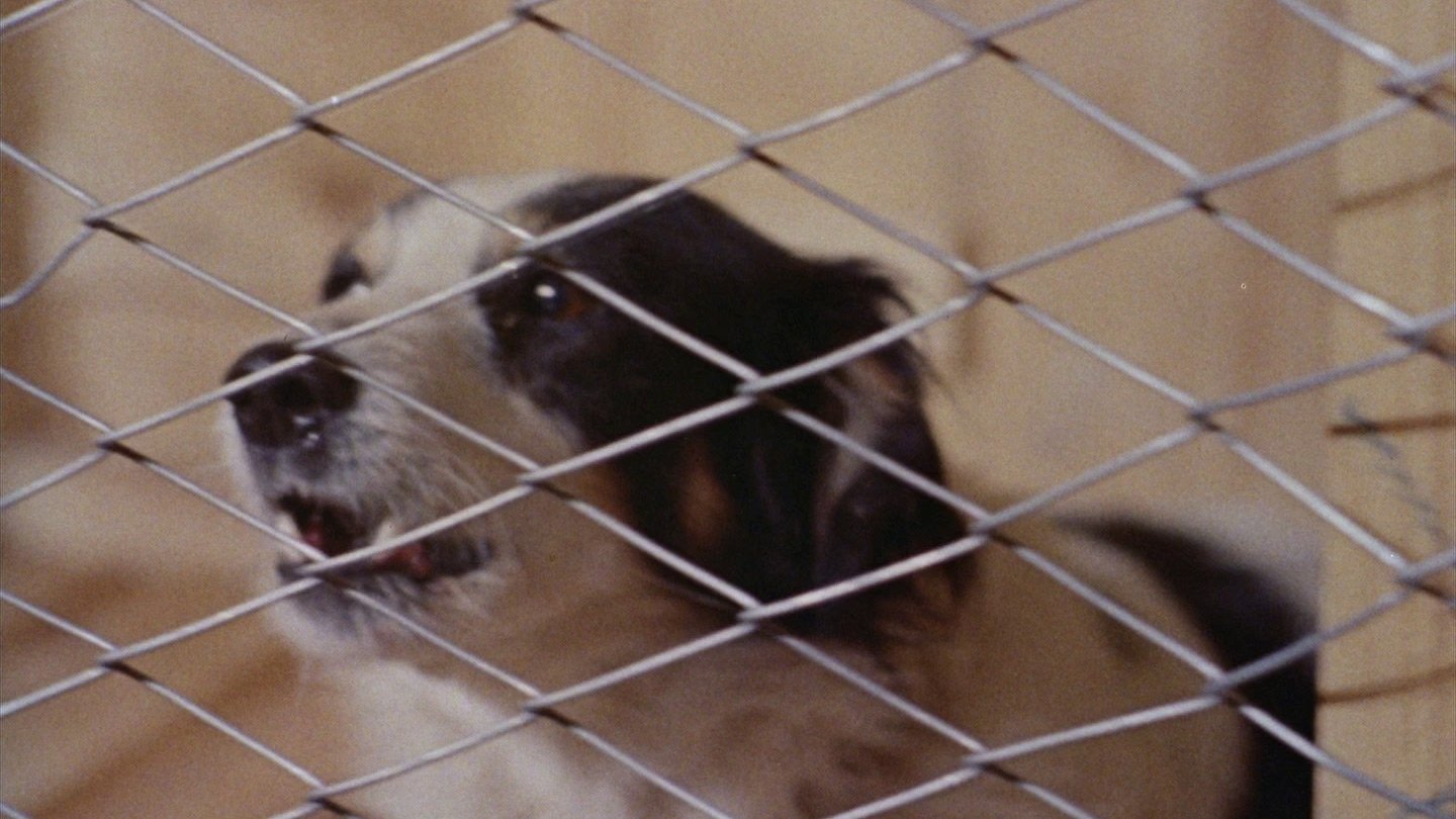 Mondo Cane 2 Background