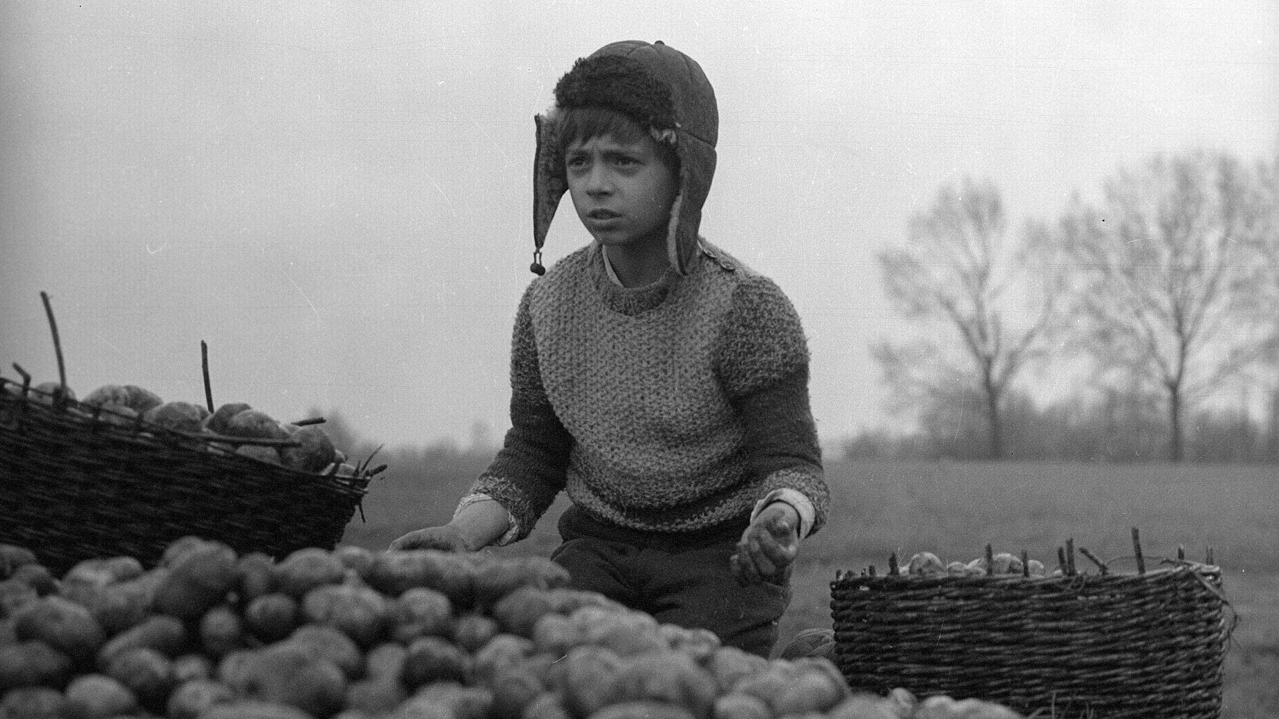 The Linnet Background