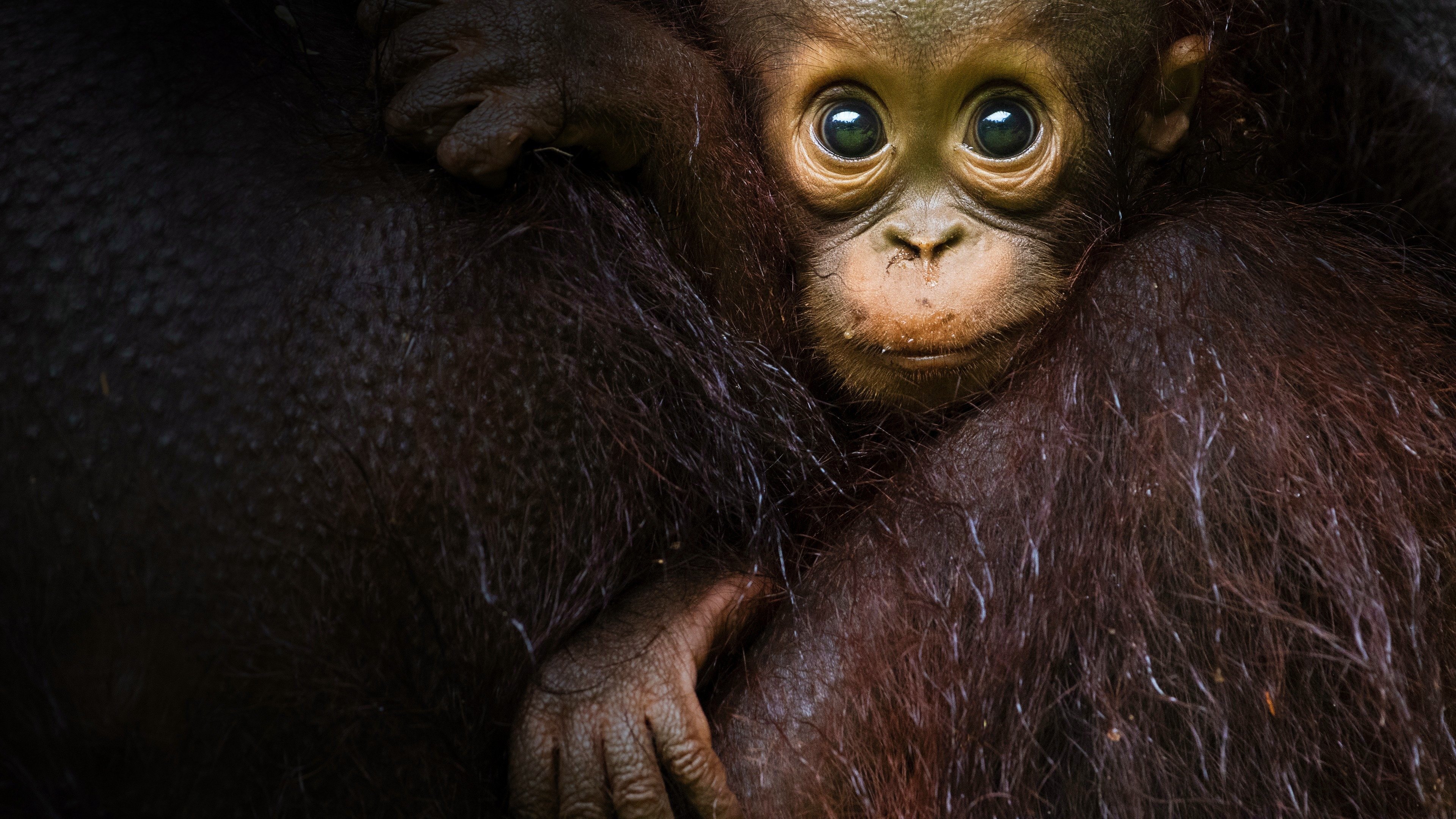 Eden: Untamed Planet Background