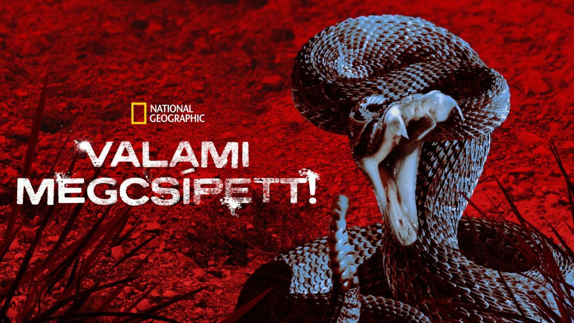 I Was Bitten Background