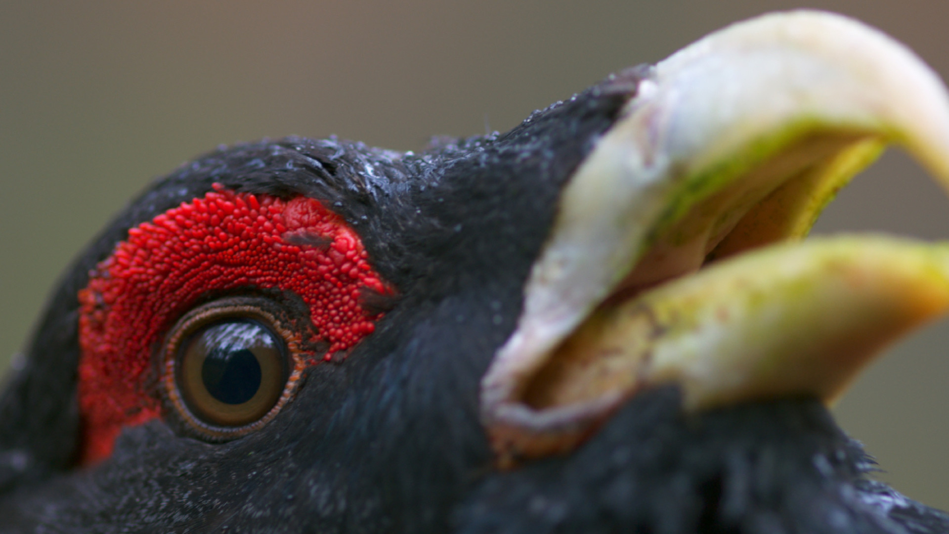 The Ancient Woods Background