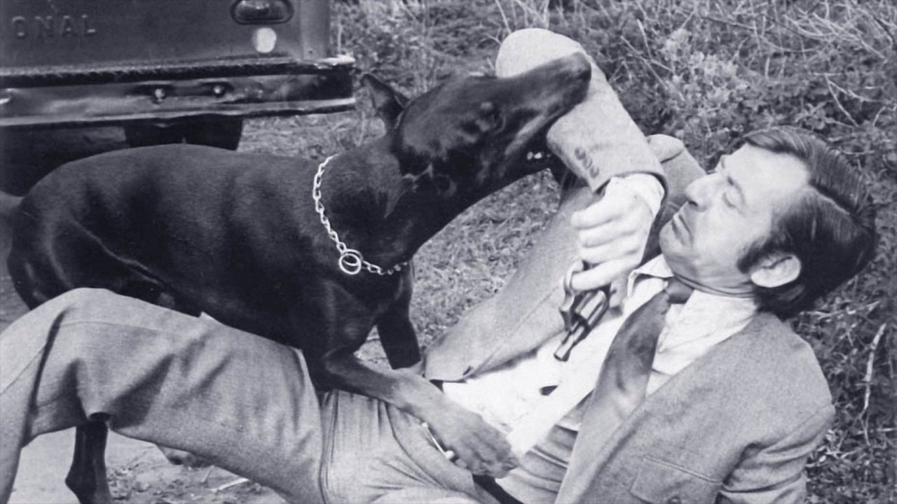 The Daring Dobermans Background