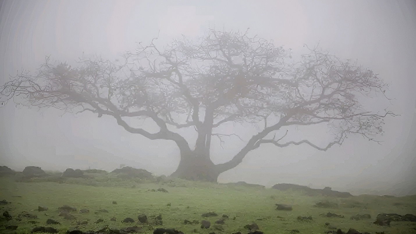 Mani Petha Brath Nest Background