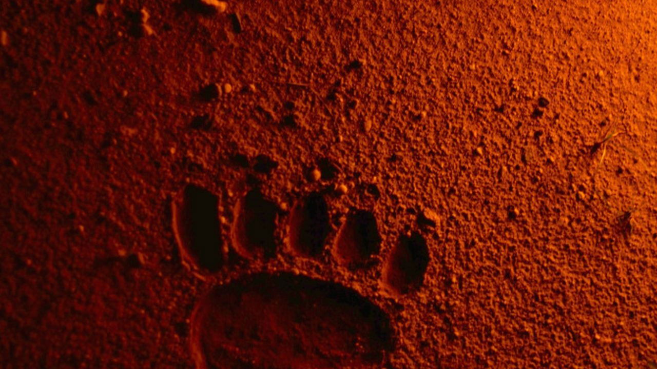 Bears Discover Fire Background