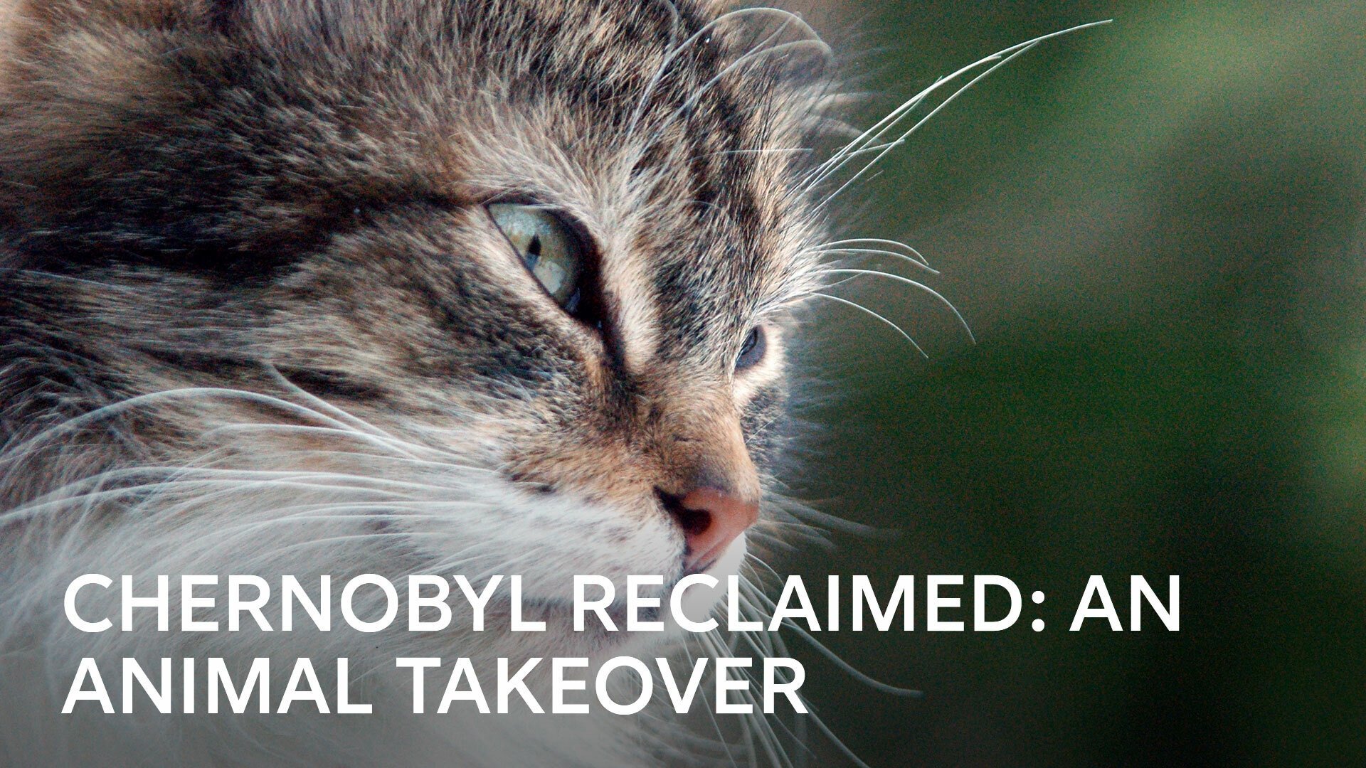 Chernobyl Reclaimed: An Animal Takeover Background