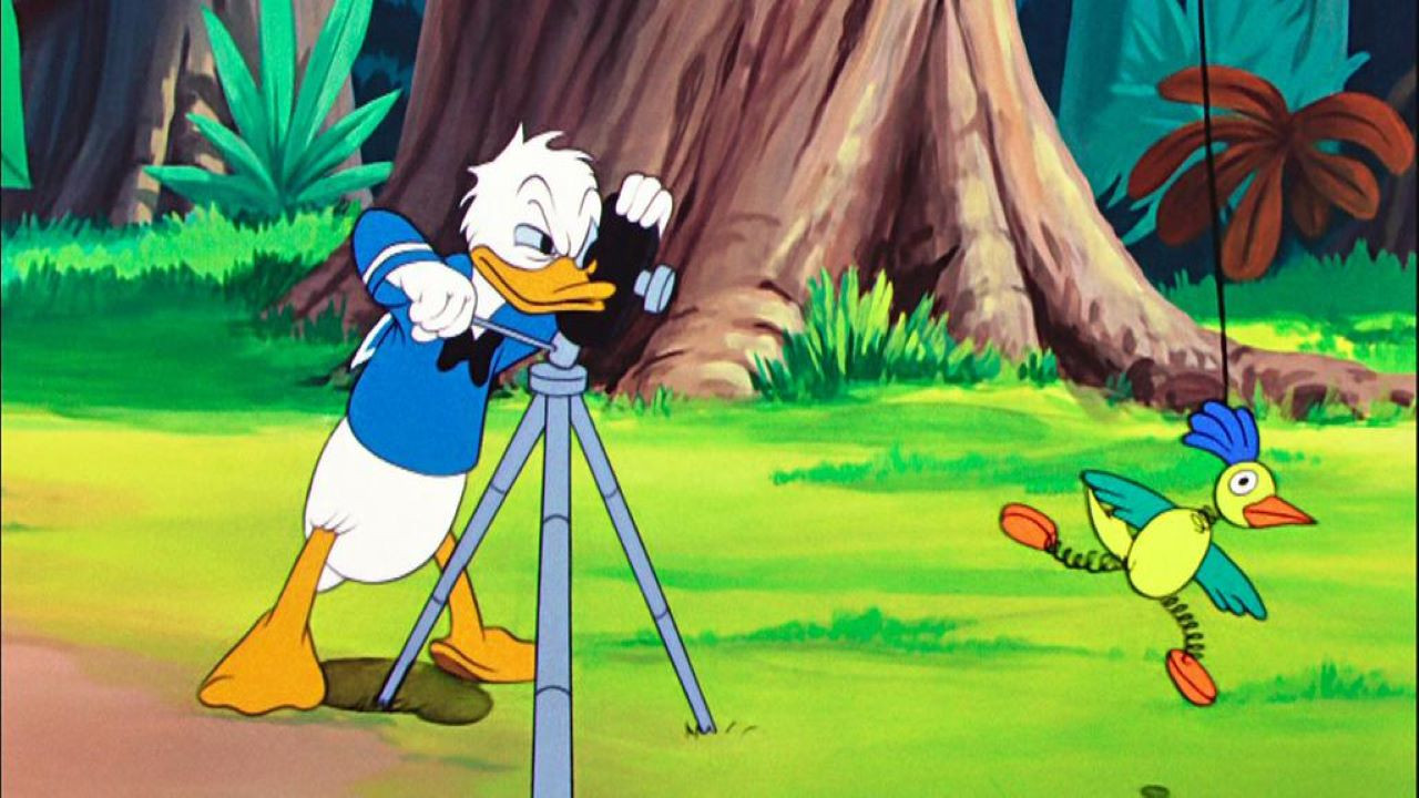 Clown of the Jungle Background