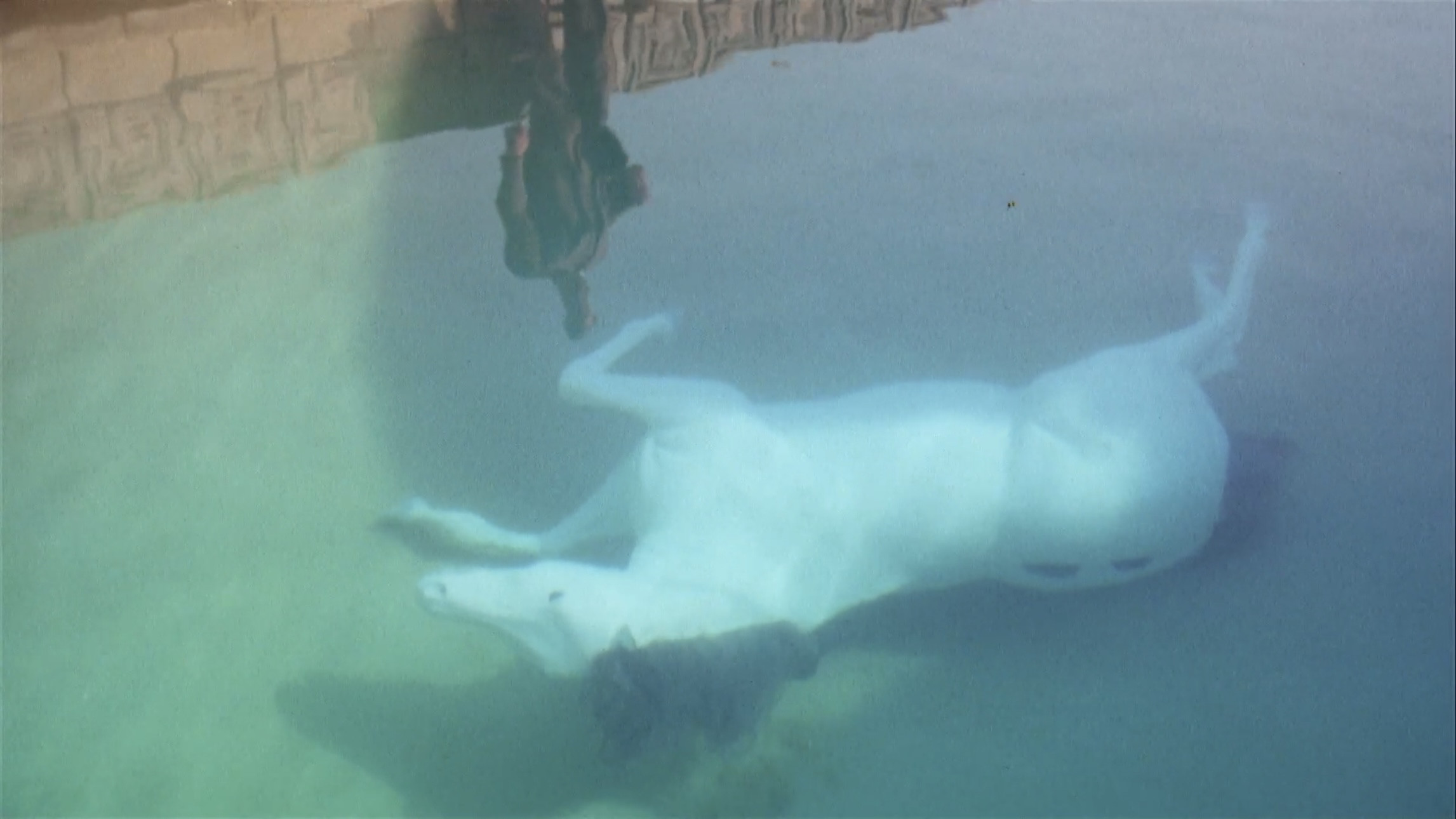 The Day of the Locust Background