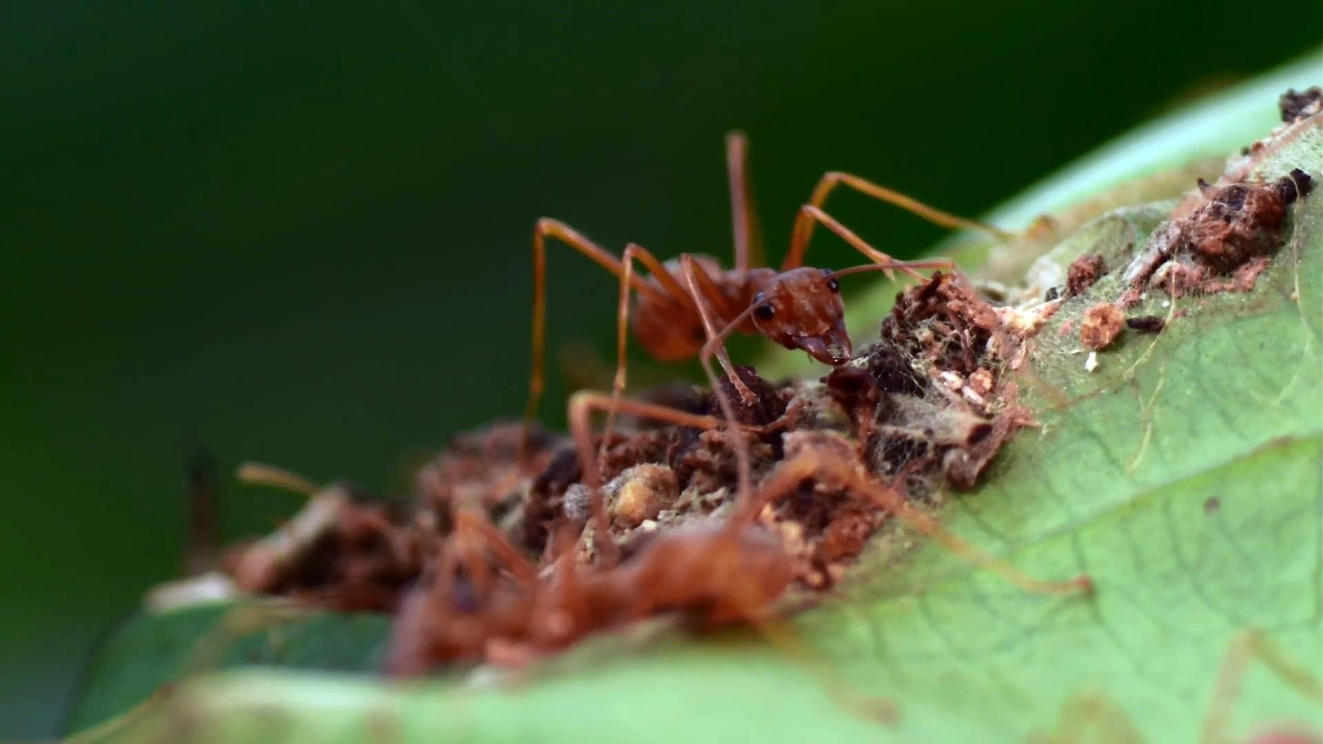 The Besieged Fortress Background