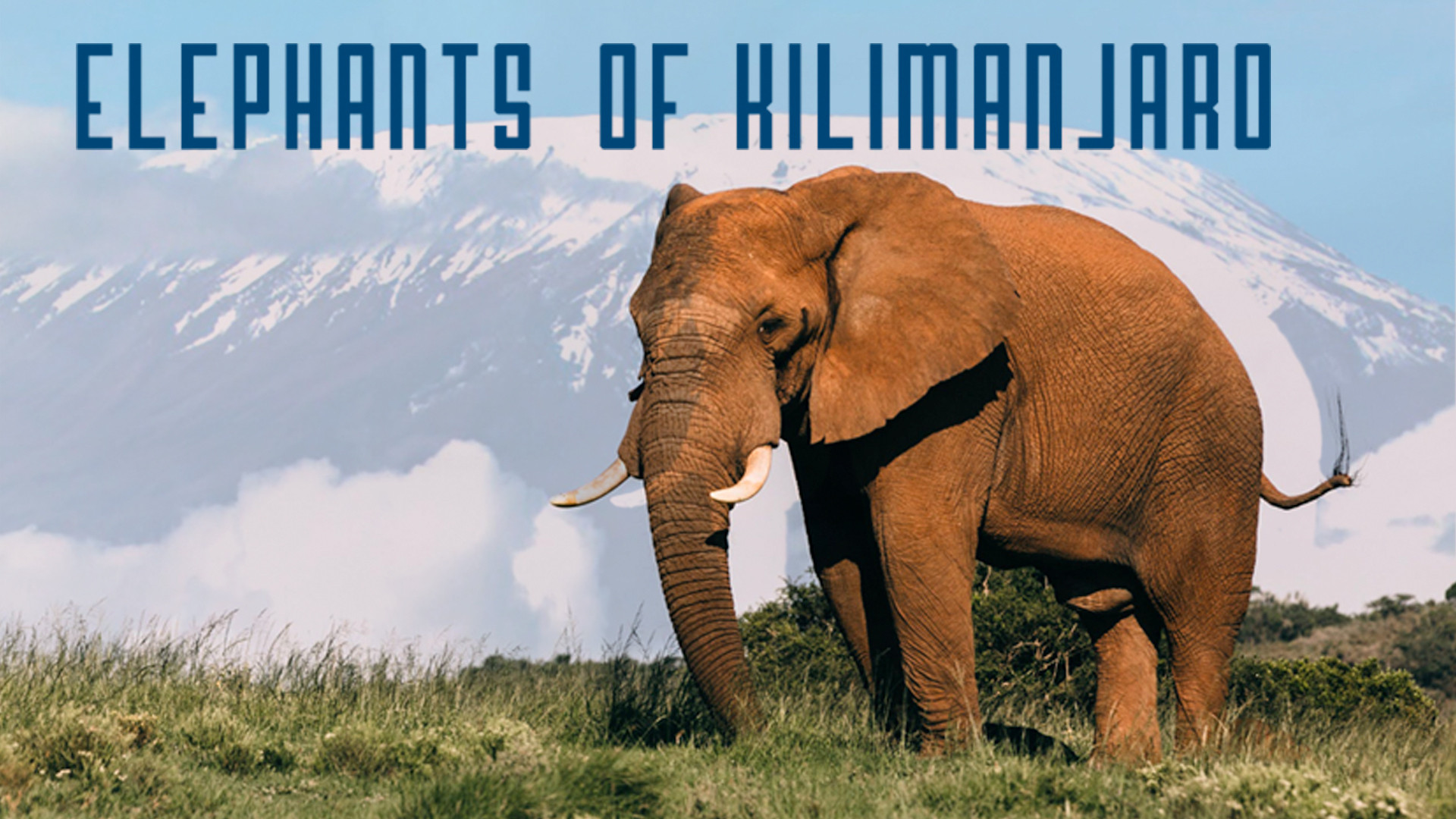 Elephants of Kilimanjaro Background