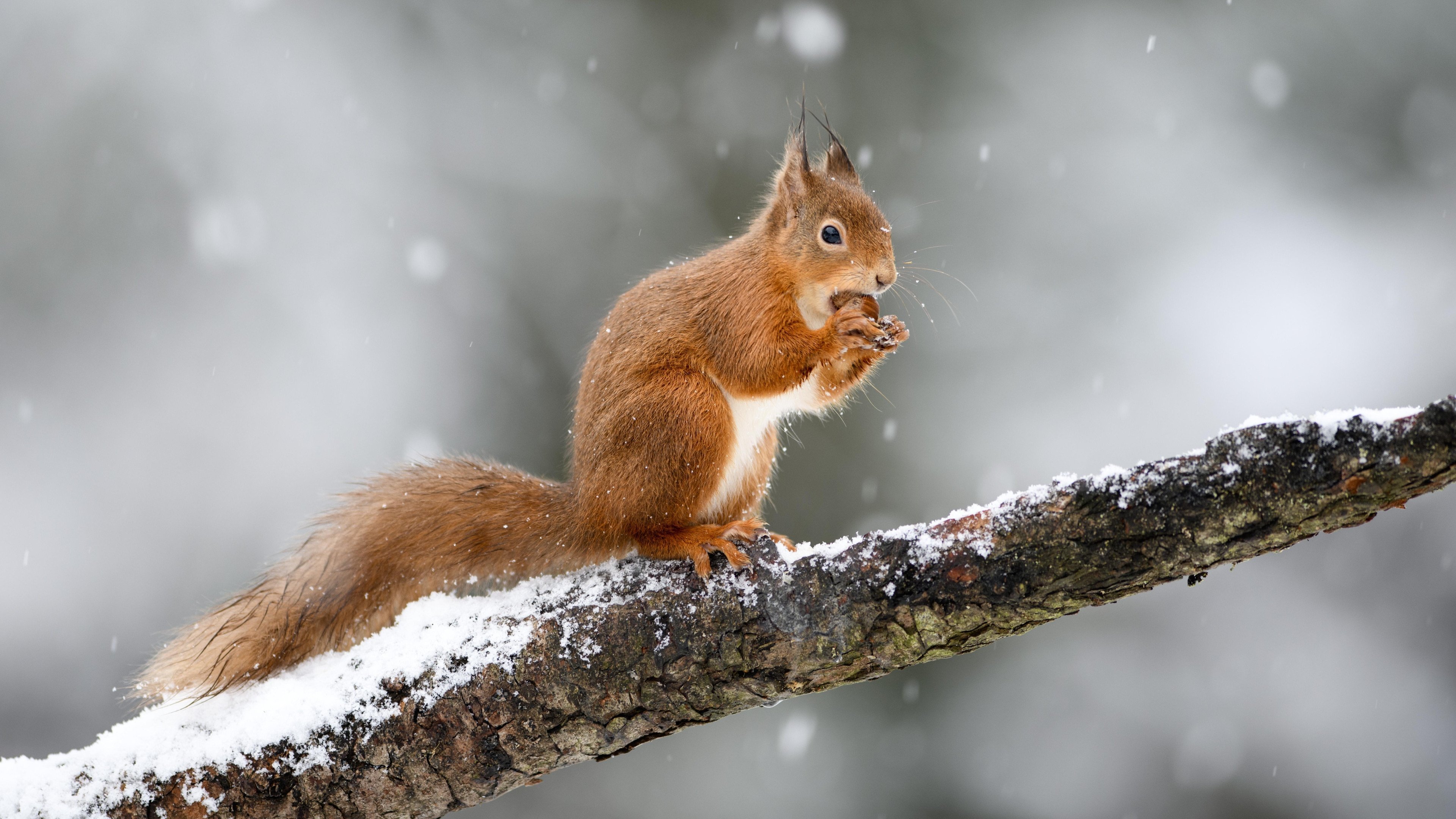 Wild Isles Background