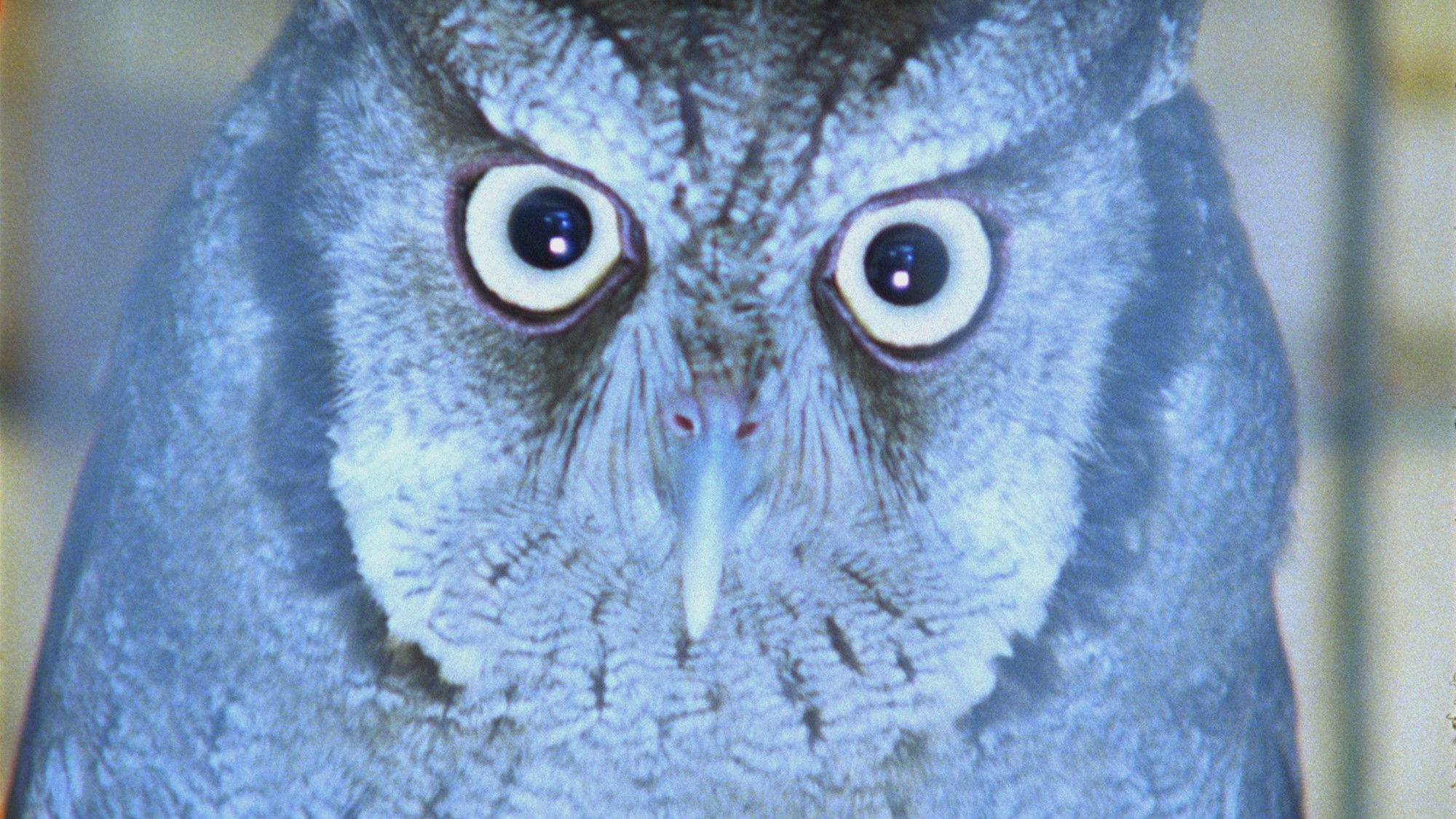 It Is Night in America Background