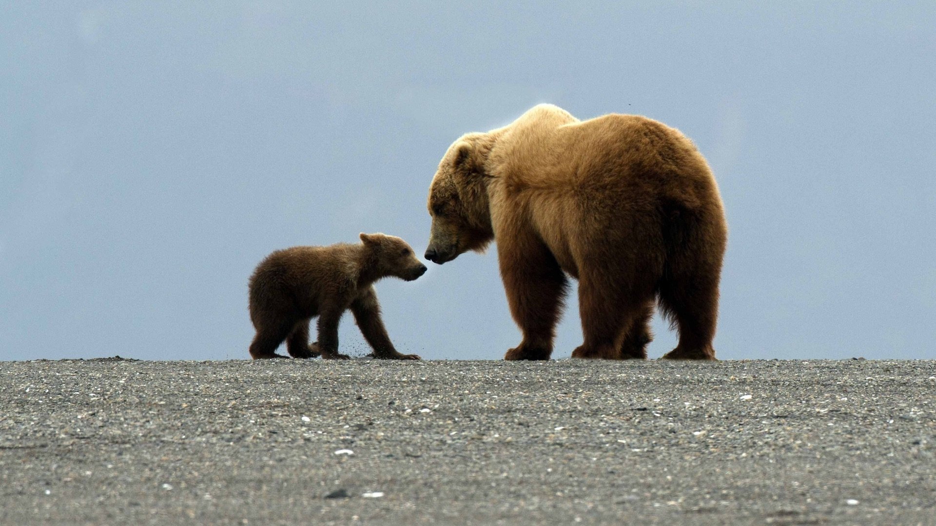 Great Bear Stakeout Background