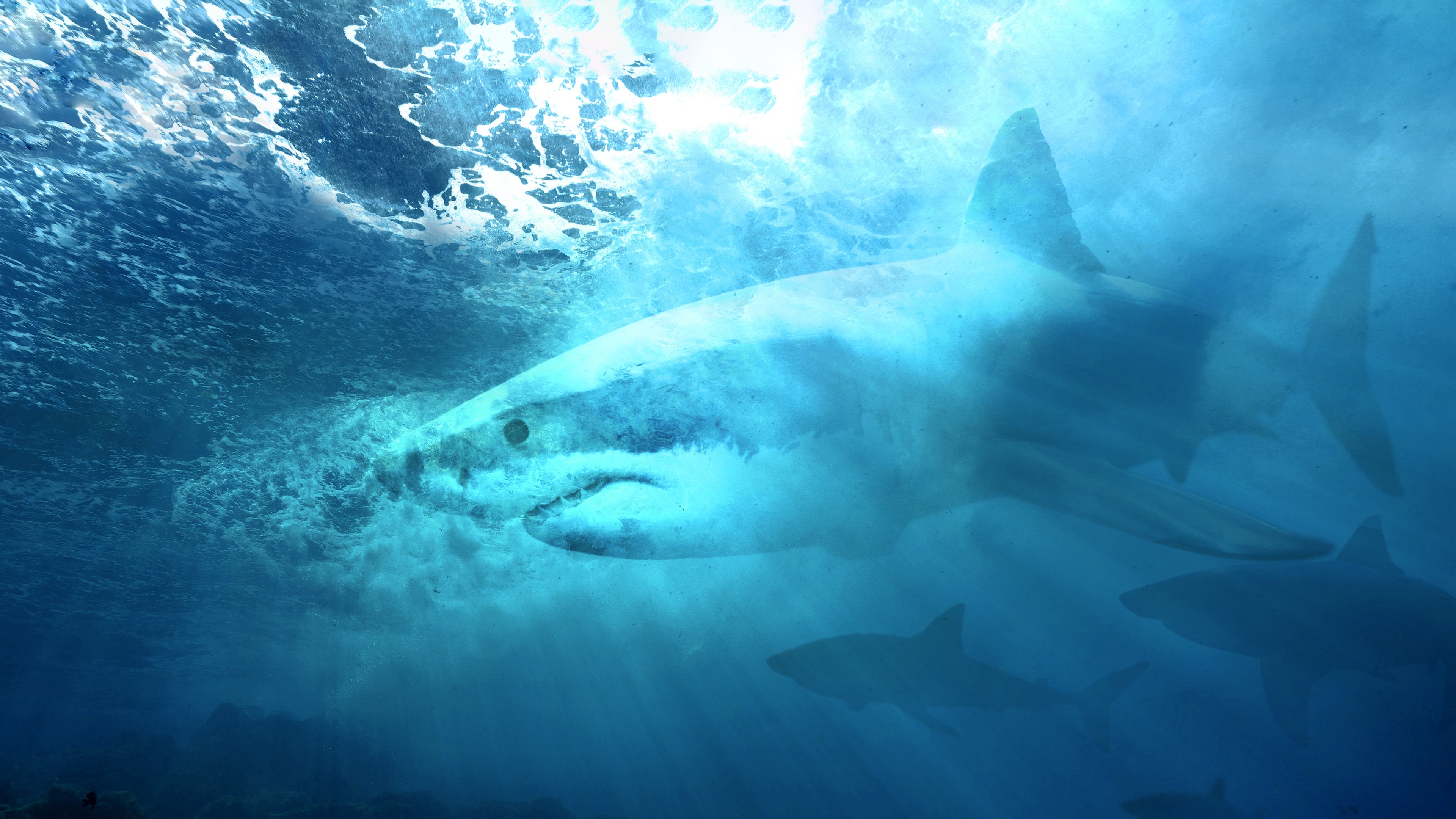 Camo Sharks Background