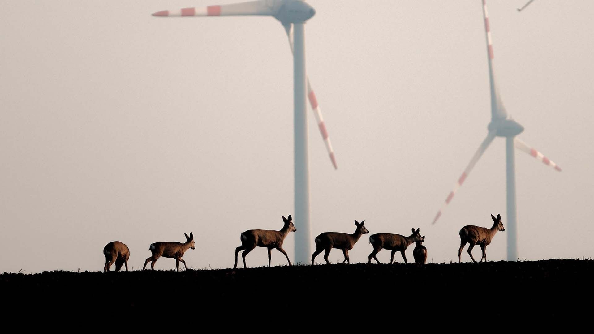 Wildnis 2.0 - Die Tierwelt auf Umwegen Background