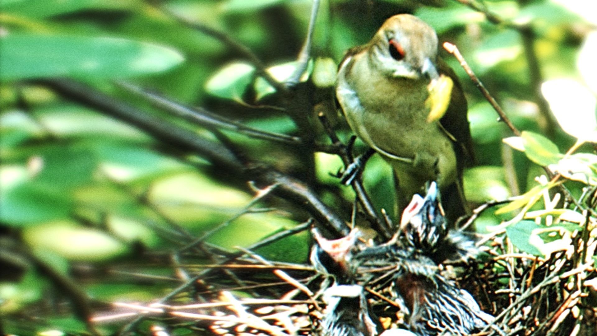 Nature's Half Acre Background