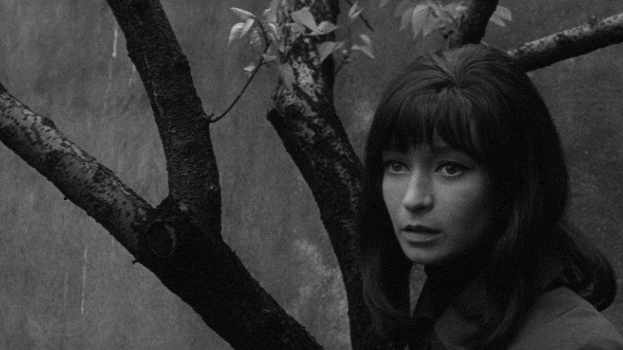 Dita Saxová Background