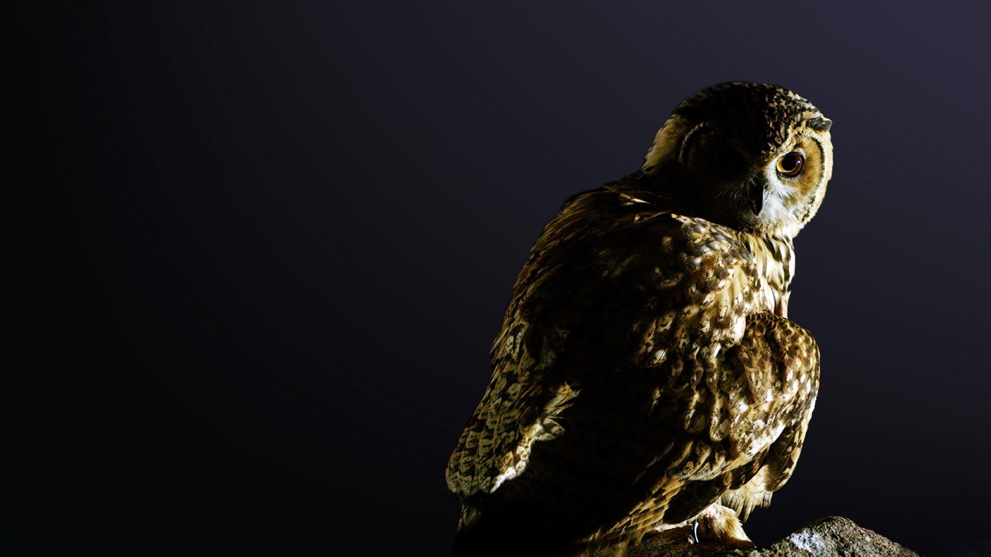 Dead By Dawn Background