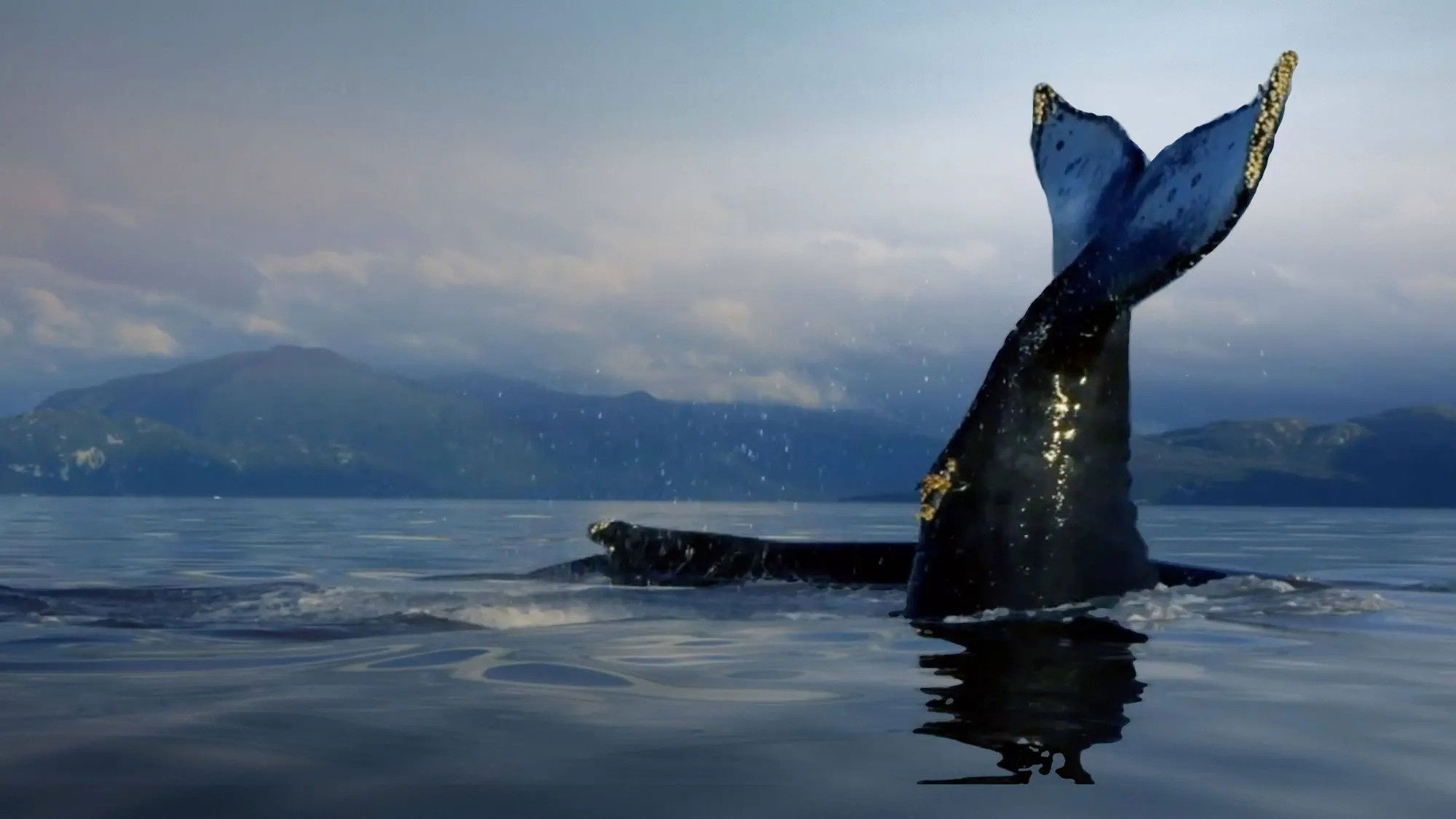 The Humboldt Current Background