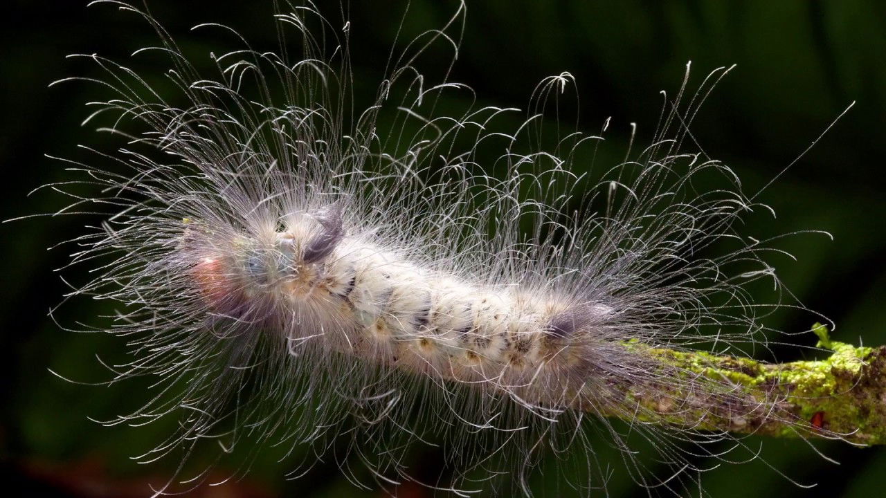 Learning To See Background