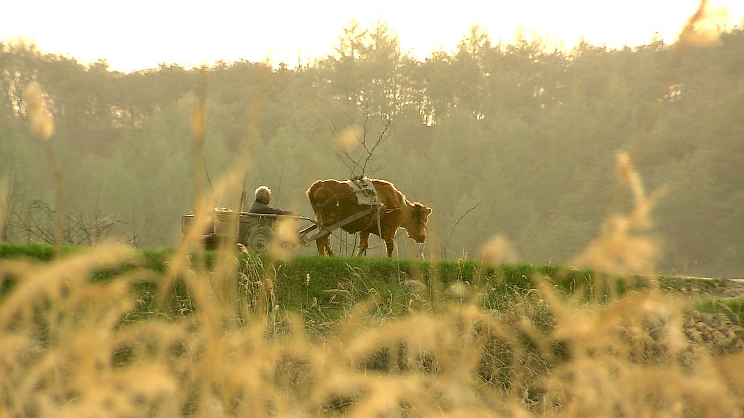 Old Partner Background