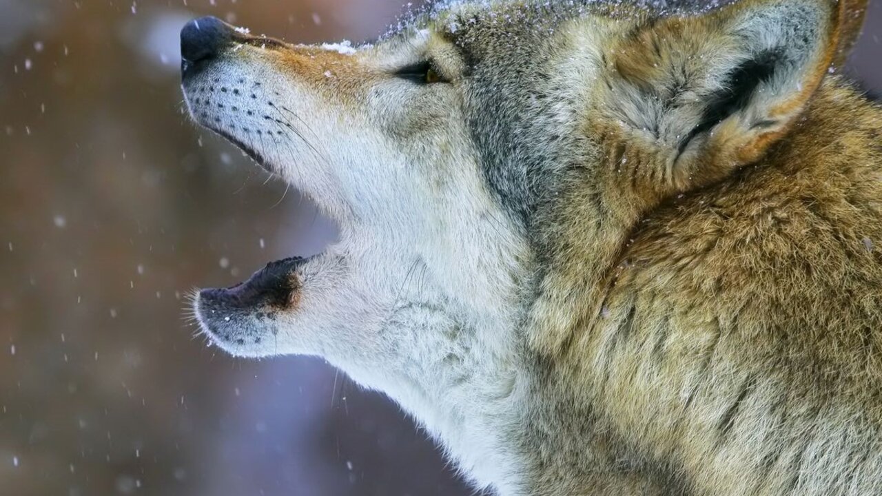 La Gueule du loup Background