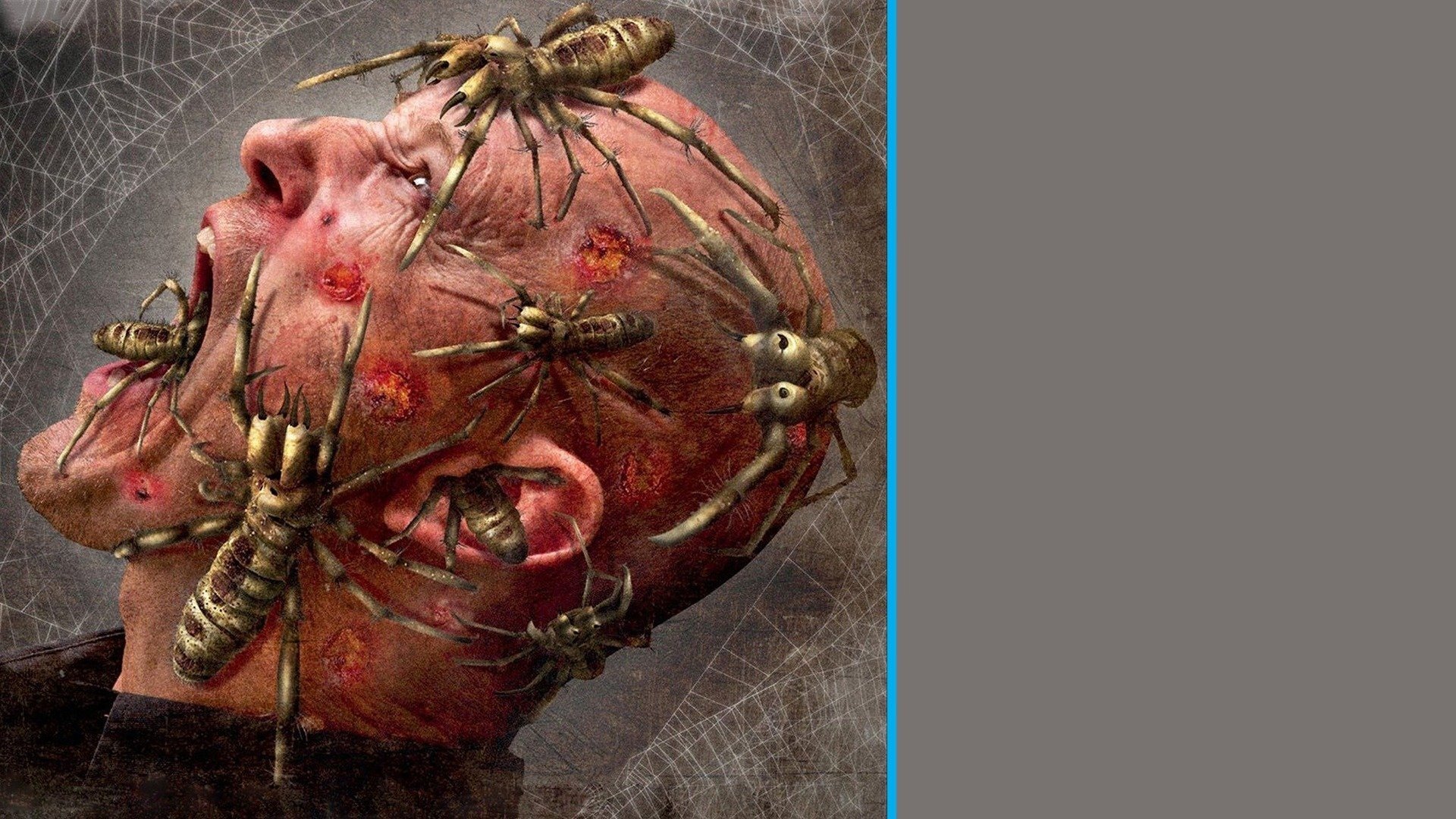 Camel Spiders Background