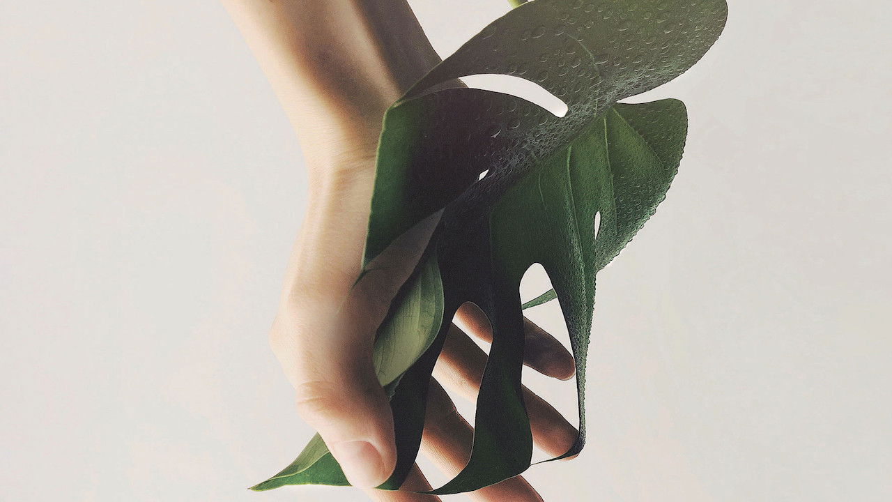 Regeneration Background