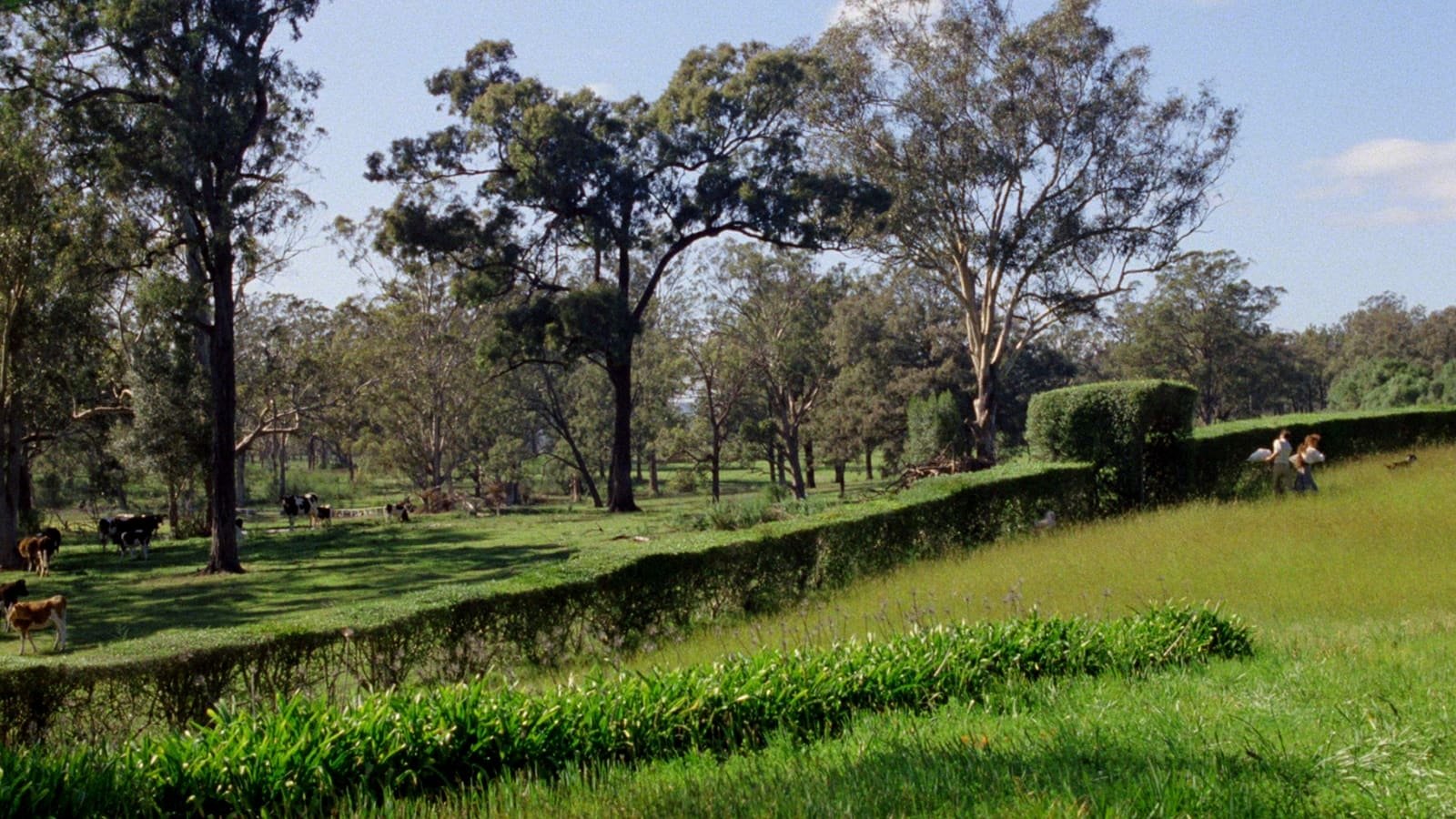 My Brilliant Career Background