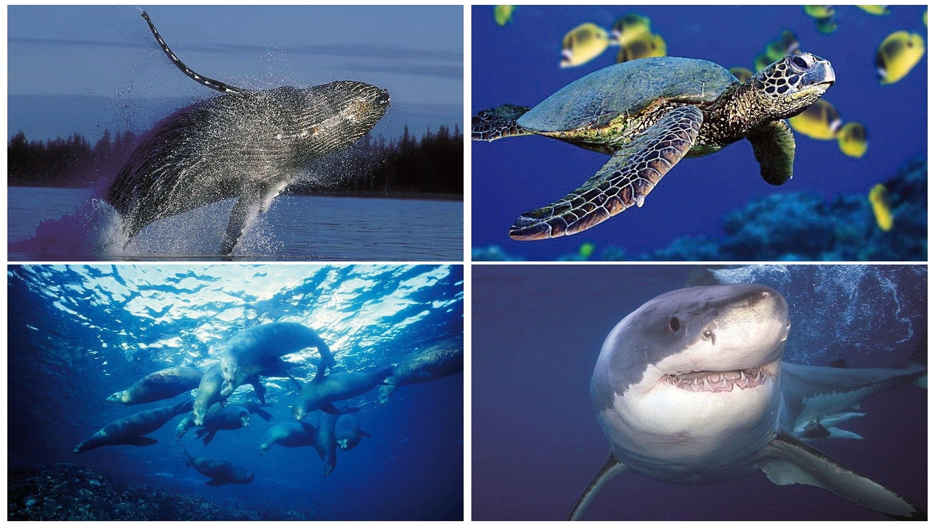 Discover Planet Ocean Background