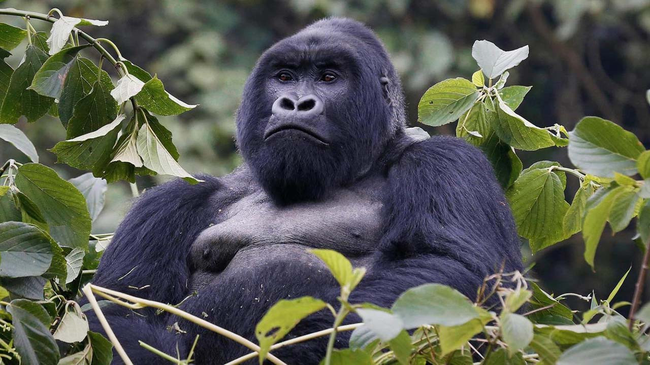 Mountain Gorilla Background