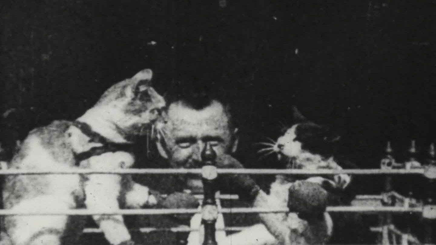 The Boxing Cats Background