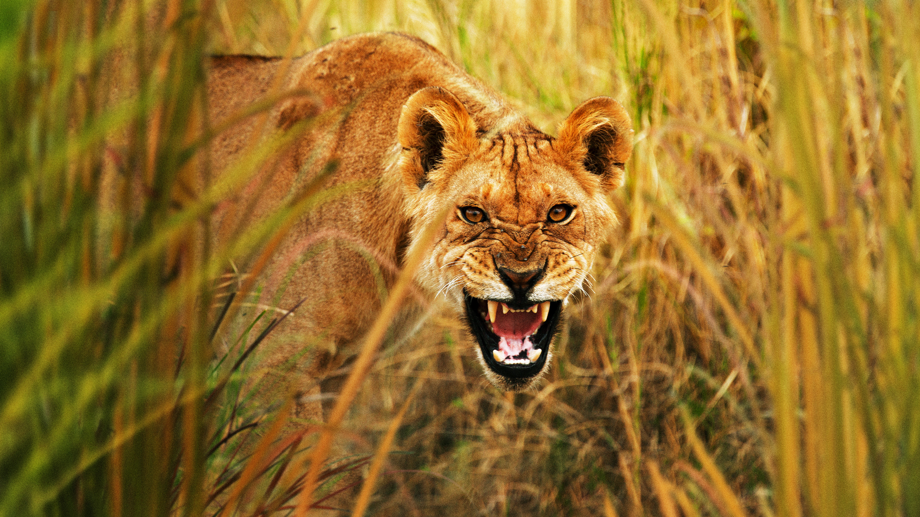 Secret Life of Predators Background