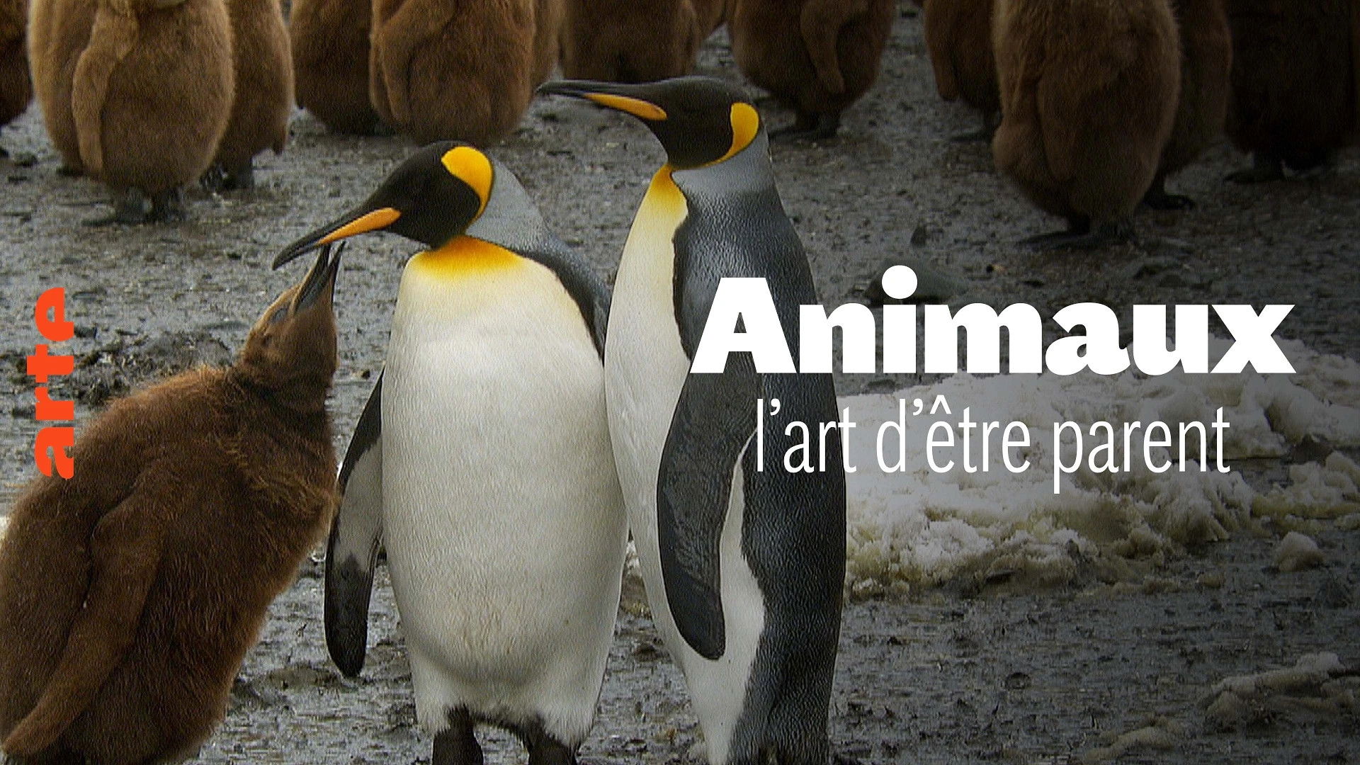 Wilde Eltern Background