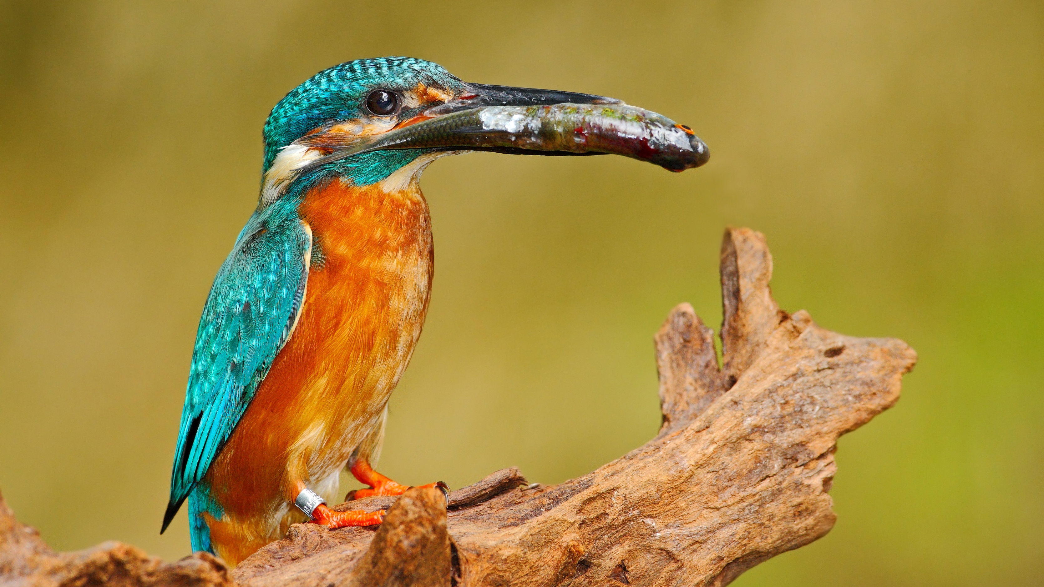 Wilder Than Wilderness Background