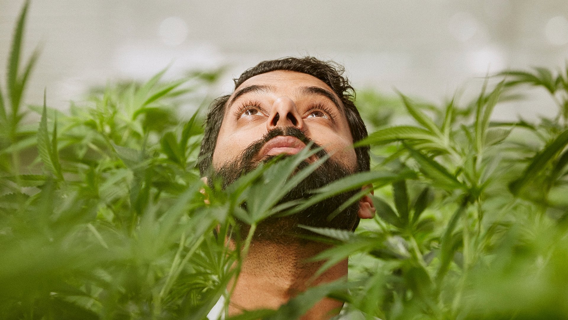 Weediquette Background