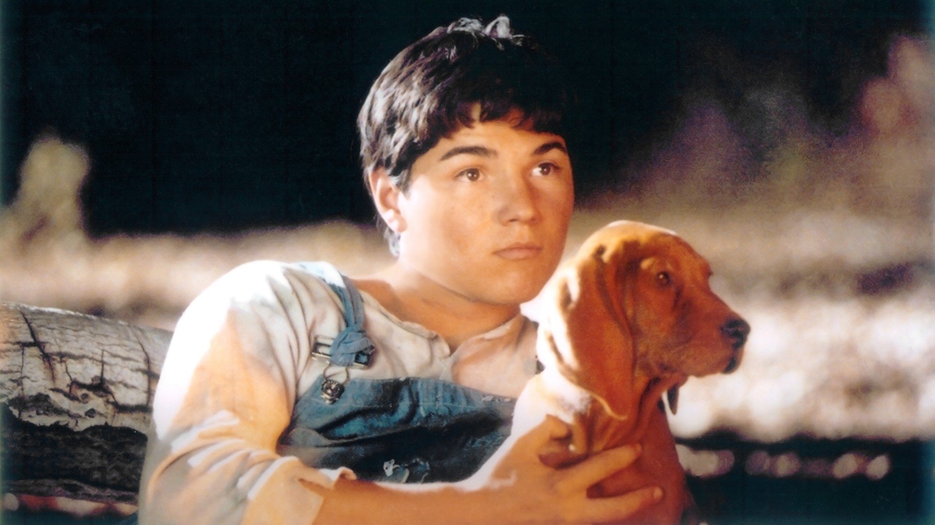 Where the Red Fern Grows Background