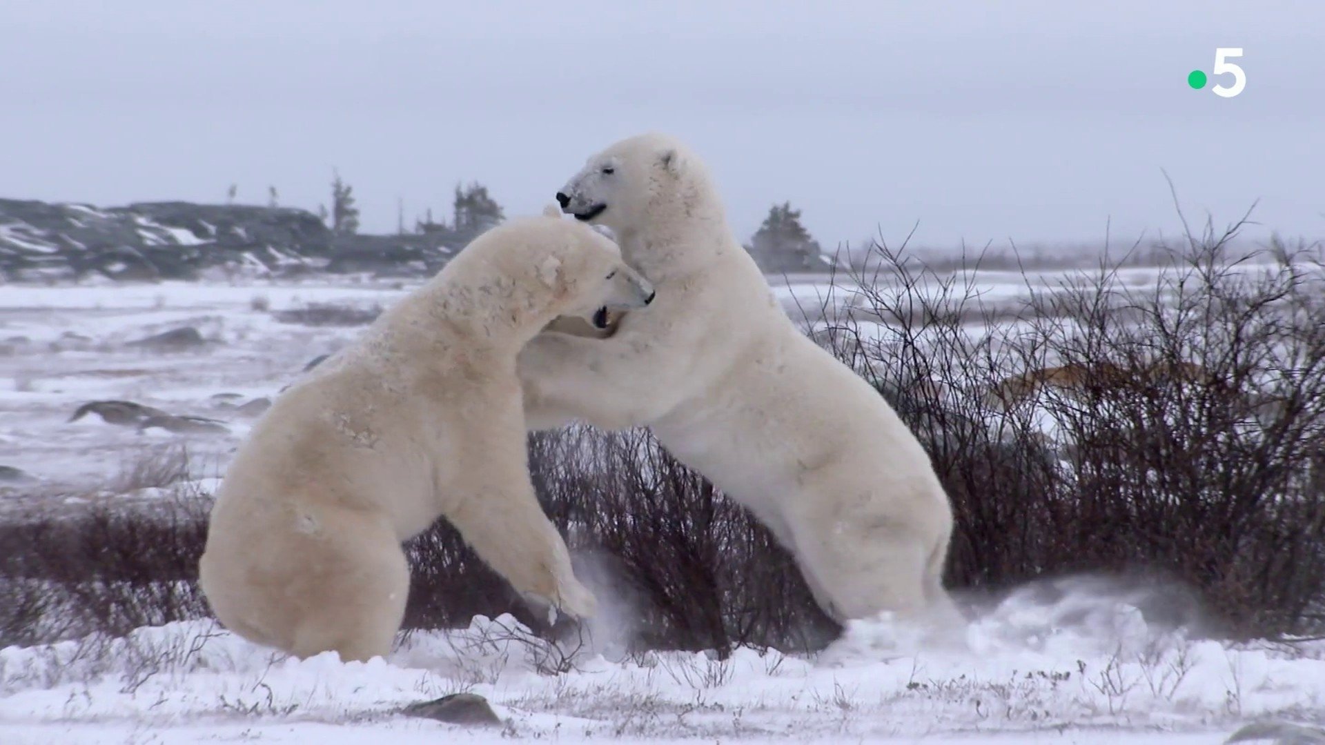 L'homme qui aimait les ours Background