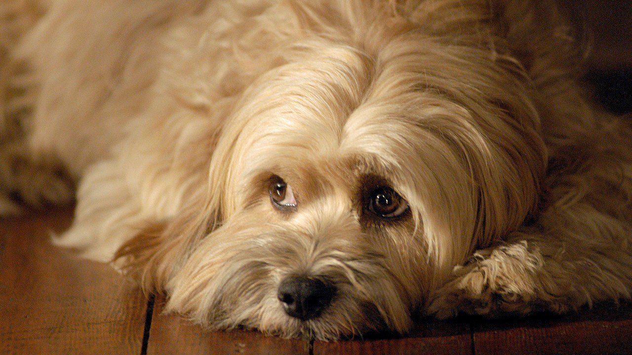 For the Love of Benji Background