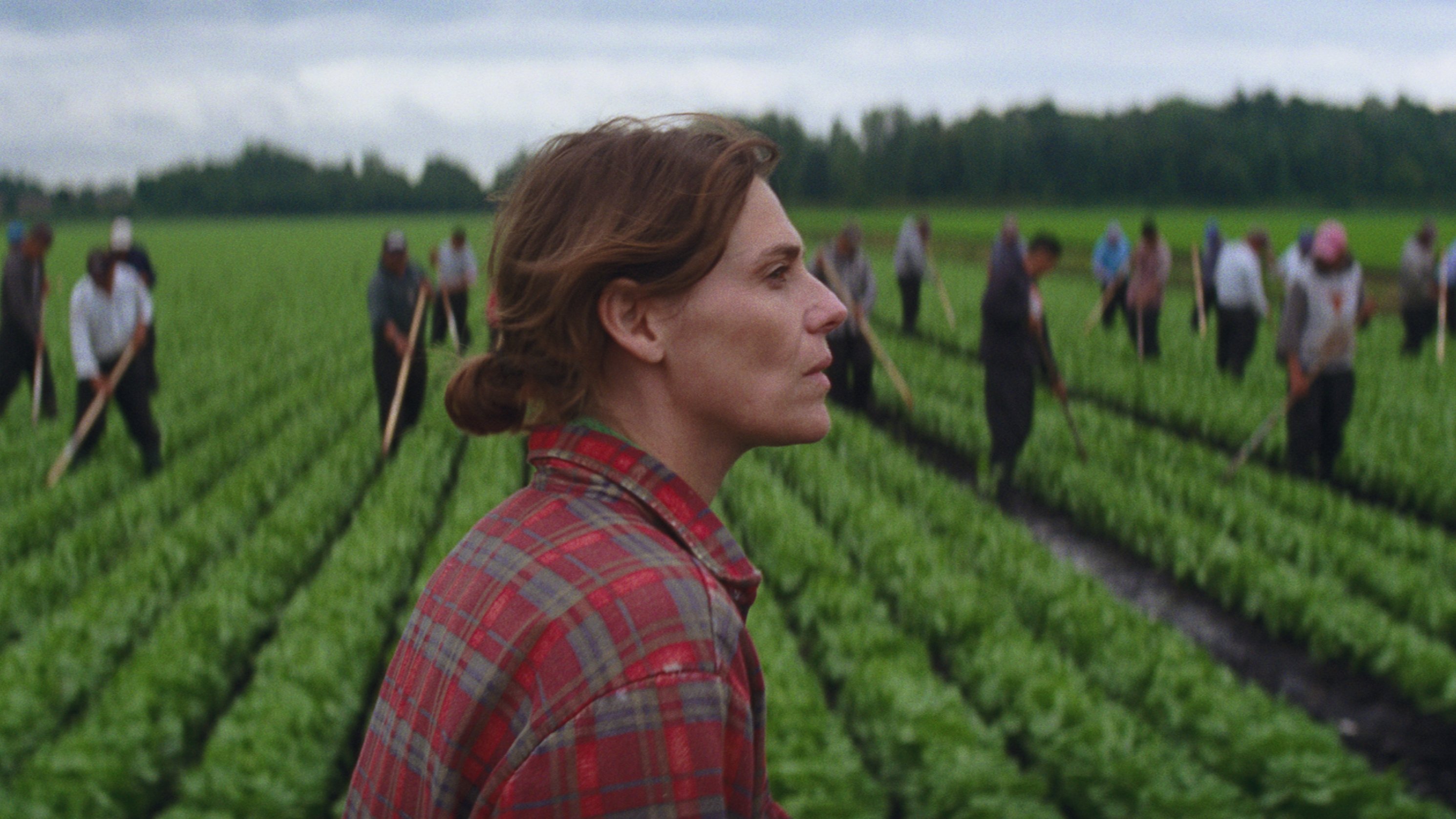 Drunken Birds Background