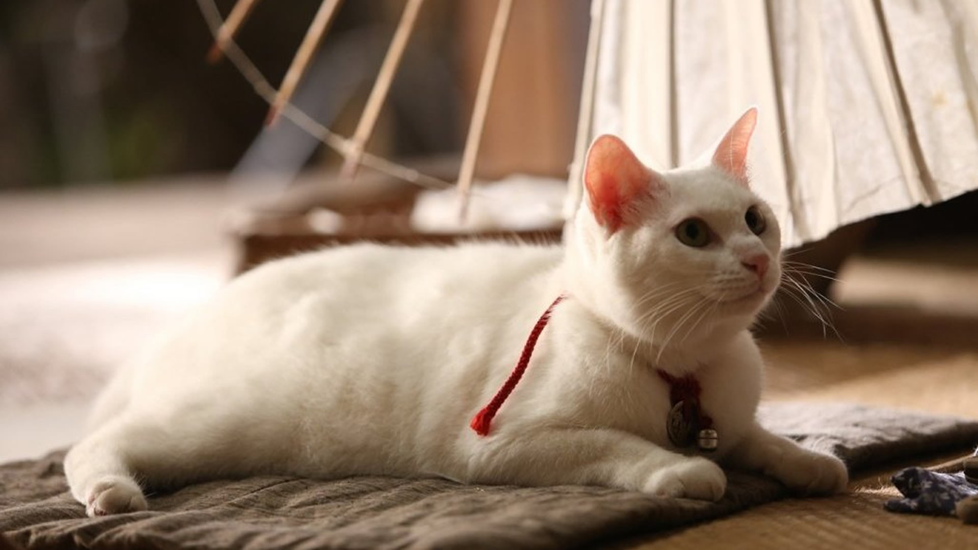 Samurai Cat Background