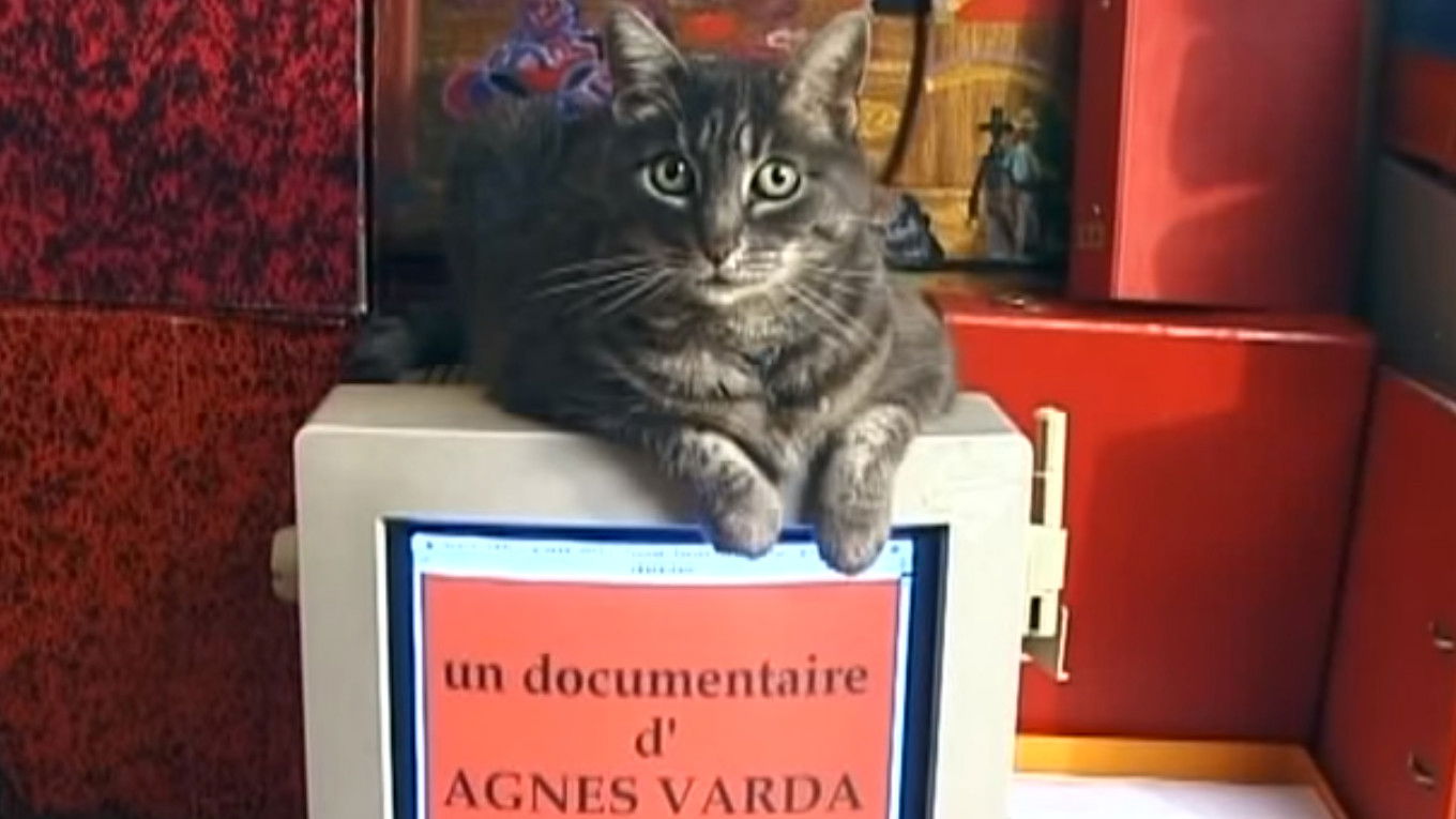 Tribute to Zgougou the Cat Background