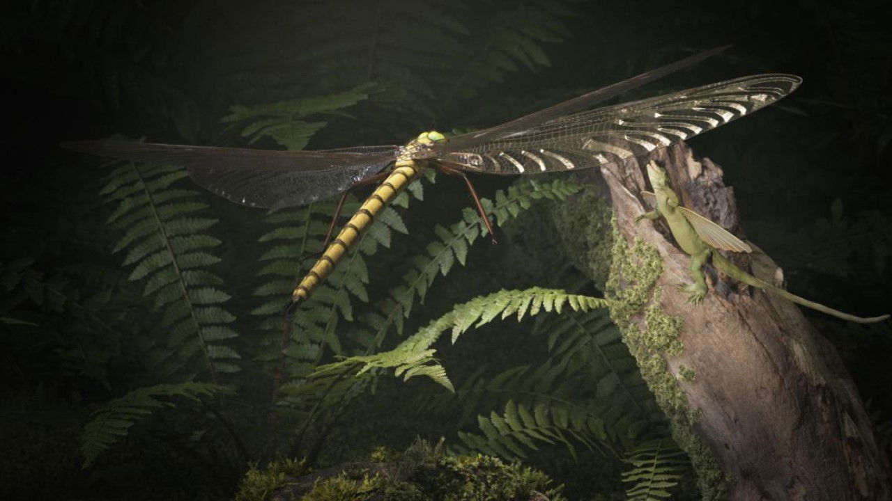 Mysterious Origins of Insects Background