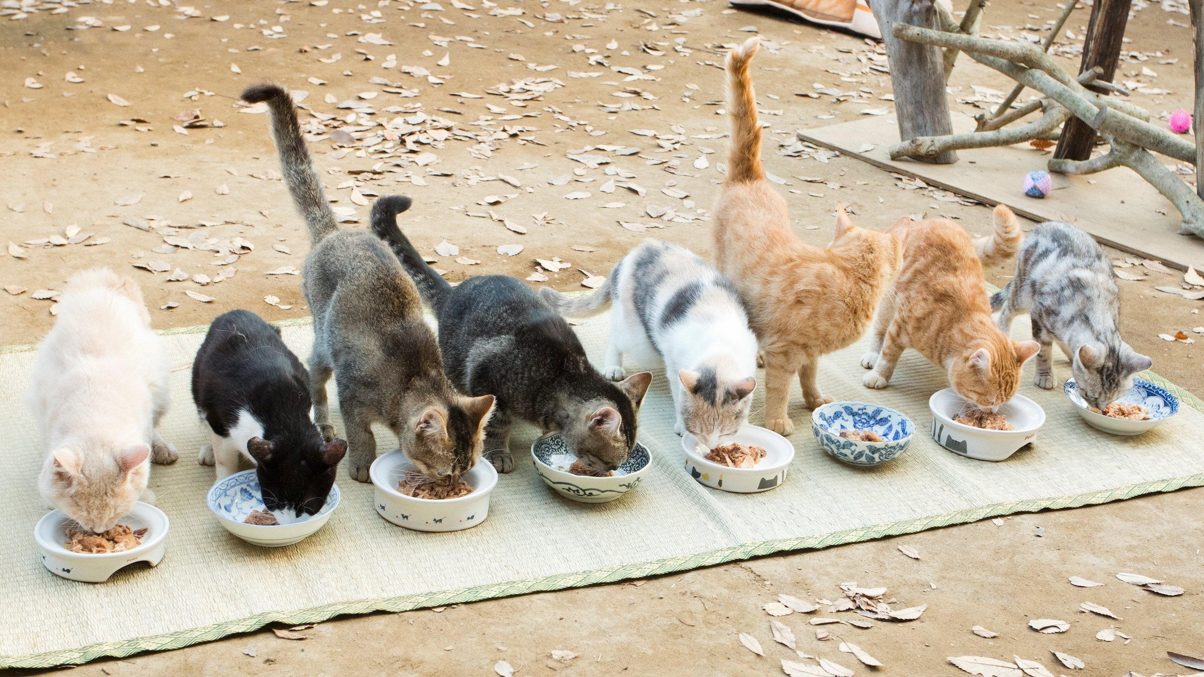 Neko Atsume House Background