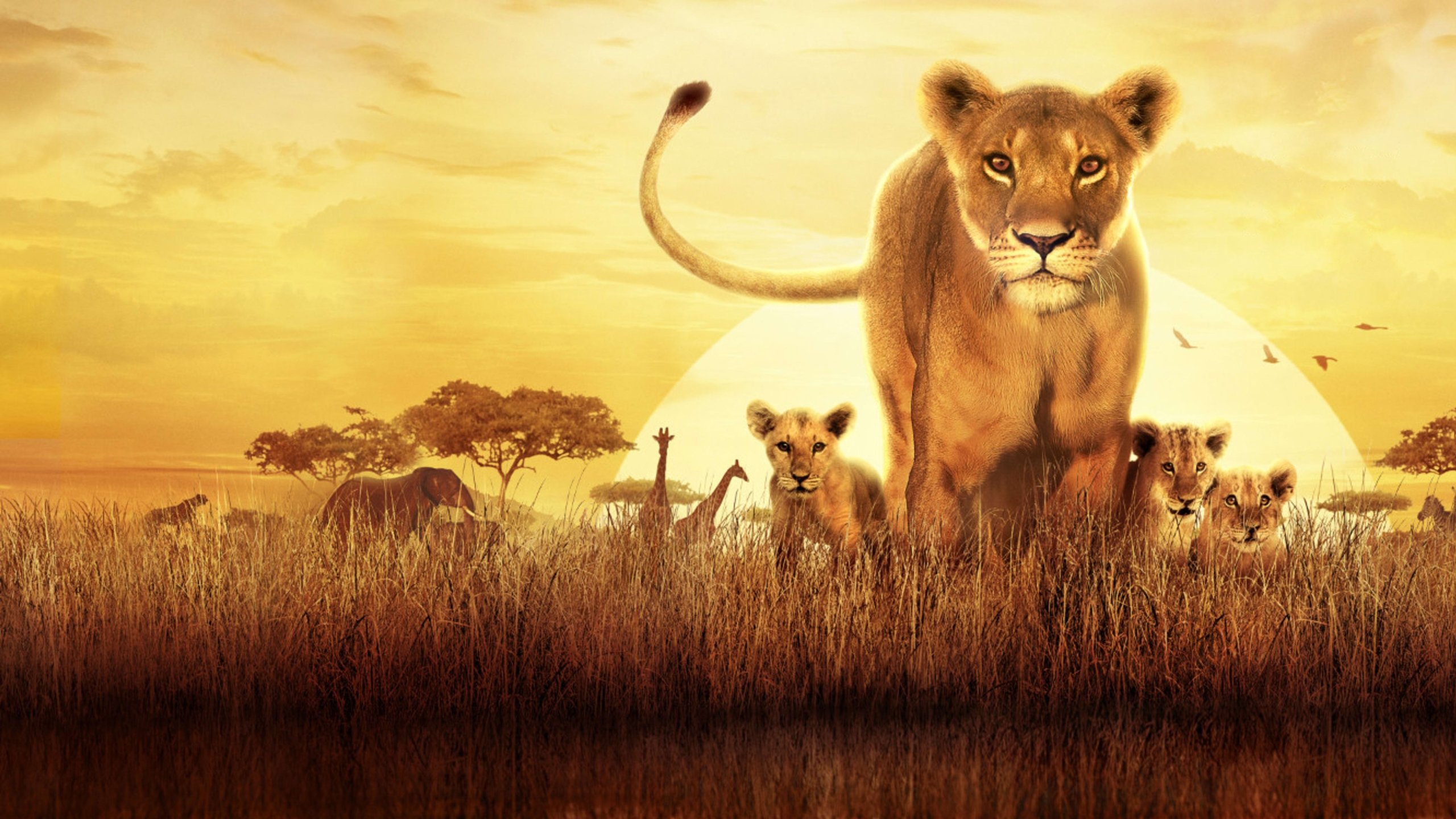 Serengeti Background