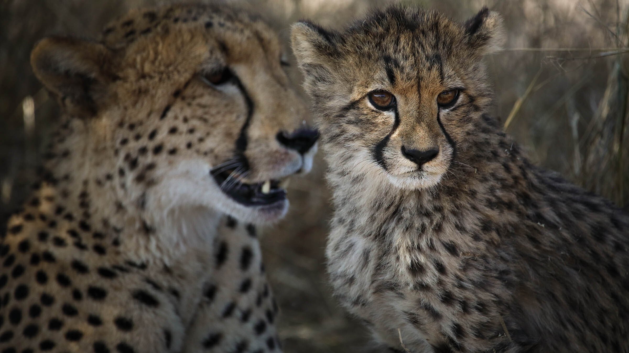 The Flood Background