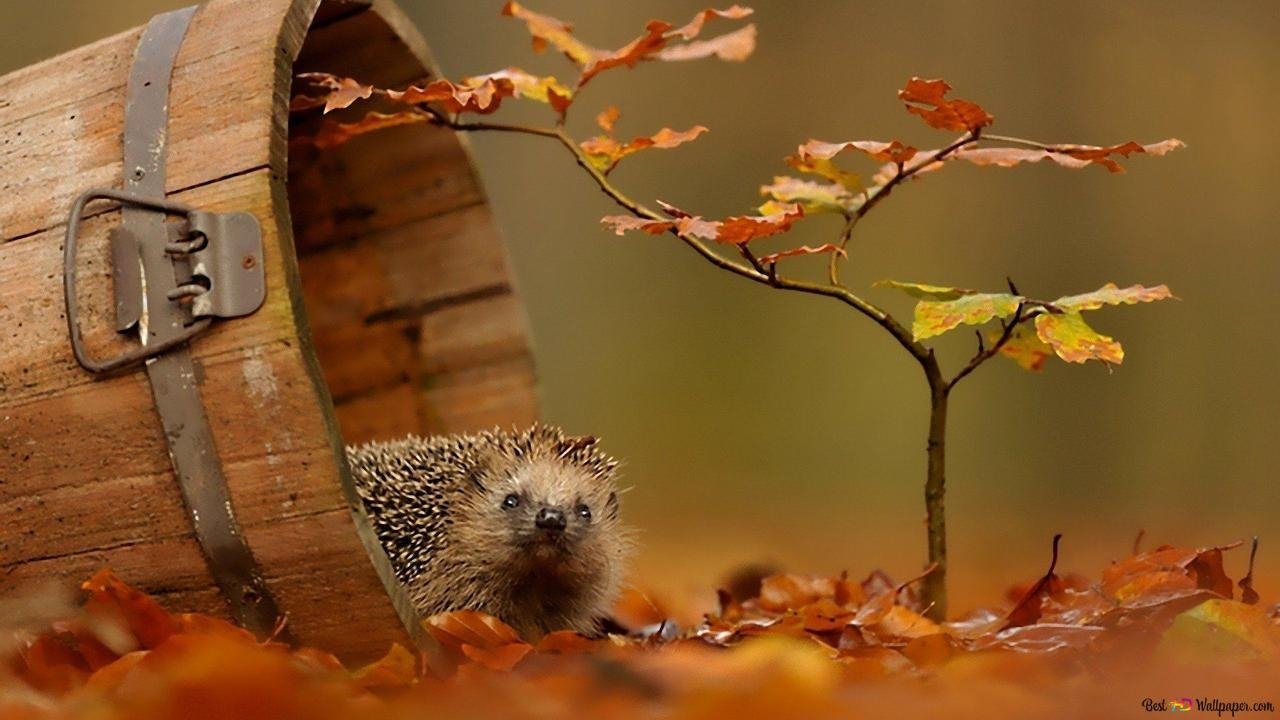 Le voyage épique d'un hérisson Background
