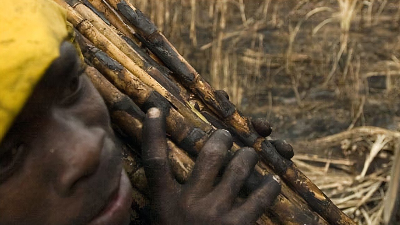 The Price of Sugar Background