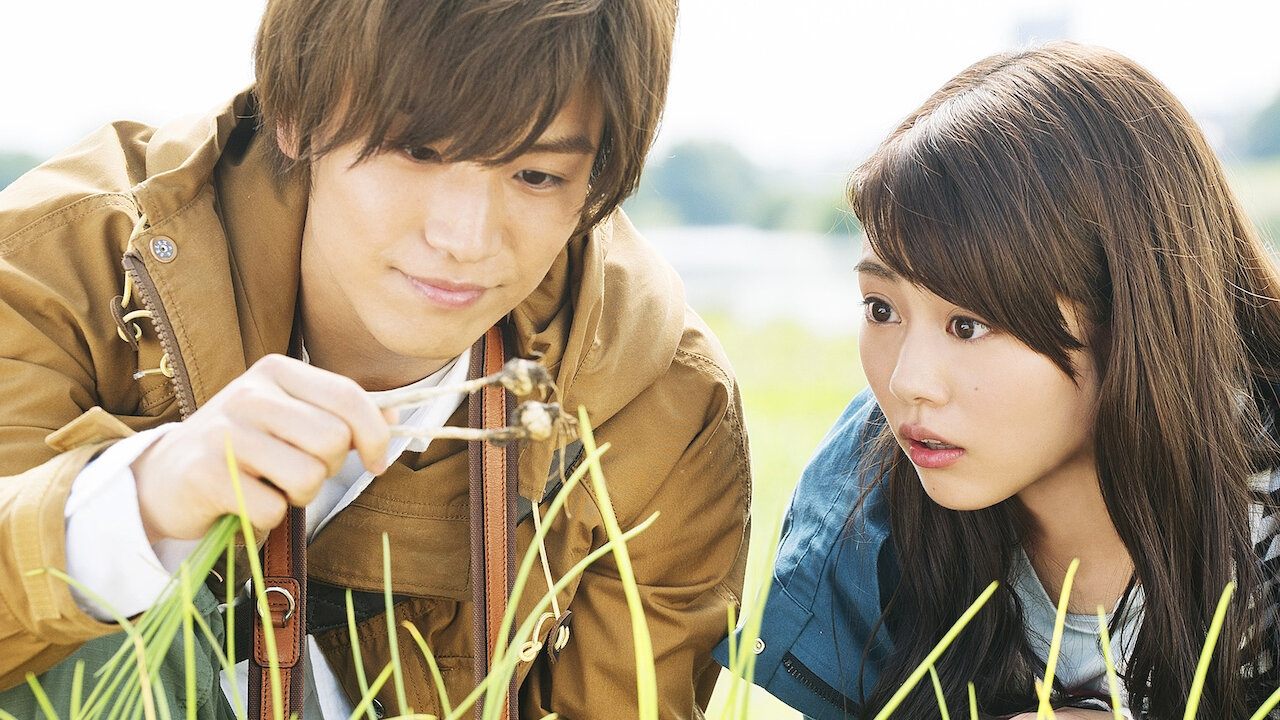 Evergreen Love Background